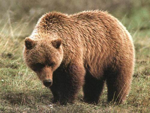 发现棕熊唾液含有杀死金黄色葡萄球菌的化学物质