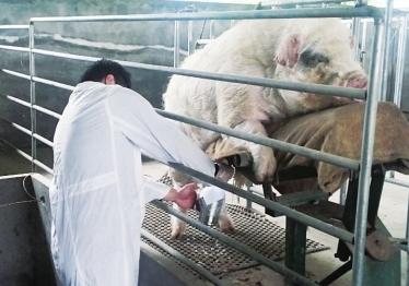 更好的精液分析可以提高猪的产量