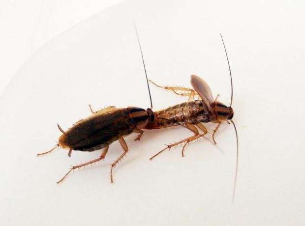 经常性交的雄性蟑螂吃更多的蛋白质