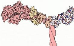 太赫兹波激活肌动蛋白的丝状化 一种操纵细胞功能的新方法