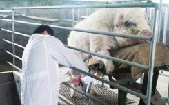 更好的精液分析可以提高猪的产量