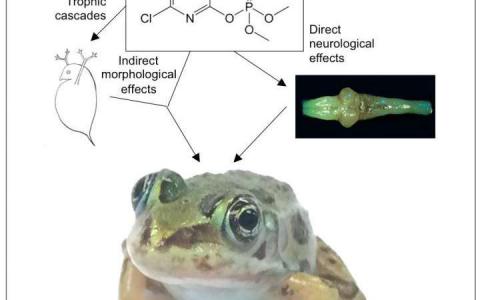 常见的农药可以抑制青蛙的大脑发育