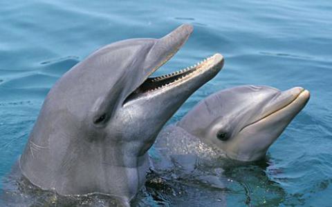 在宽吻海豚中发现内分泌干扰物
