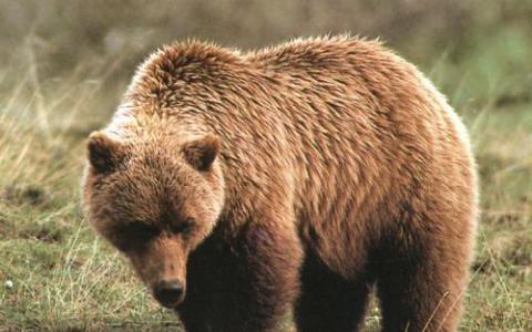 发现棕熊唾液含有杀死金黄色葡萄球菌的化学物质