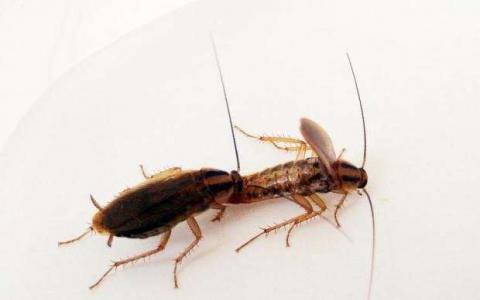 经常性交的雄性蟑螂吃更多的蛋白质