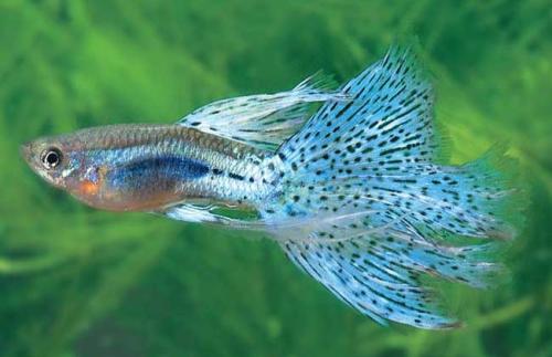 研究解释了雄性孔雀鱼的鲜艳色彩是如何演变和多样化的