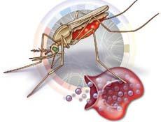 疟疾的数学耐药性竞争寄生虫的数字游戏