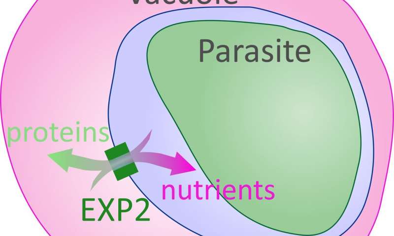 EXP2蛋白帮助最致命的疟疾寄生虫在感染期间获得营养