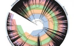 科学家们正在修复细菌生命之树