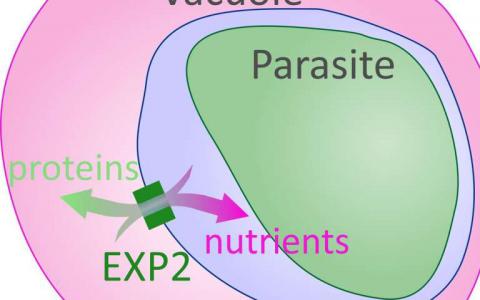 EXP2蛋白帮助最致命的疟疾寄生虫在感染期间获得营养