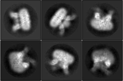 这种分子的突变可能有助于猛犸象忍受寒冷