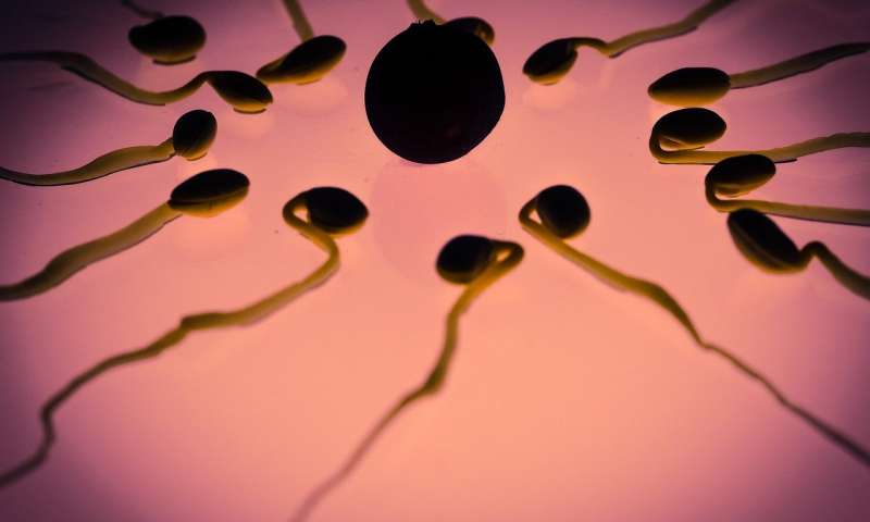 对精子生成的新见解为解决男性不育问题奠定了基础