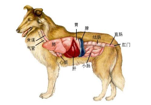 研究表明狗的新鲜和原始饮食可能对健康有益