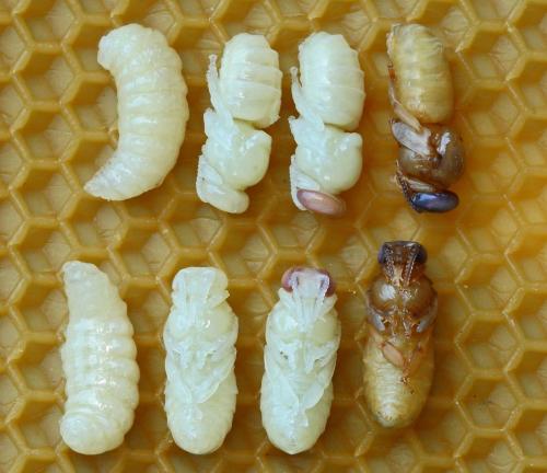 表观遗传模式确定蜜蜂幼虫是否成为蚁后或工人