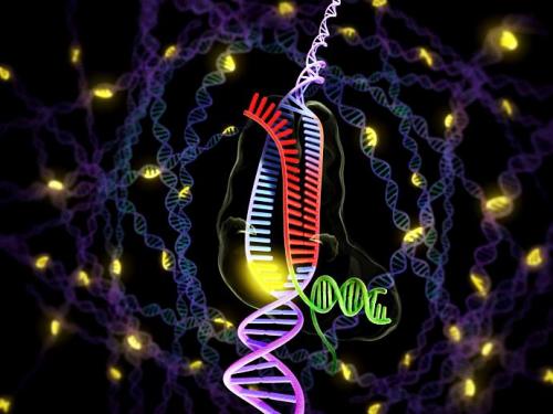 新的基因组编辑方法不仅为用户提供了完整的时空控制而且还对DNA进行了轻微的研究