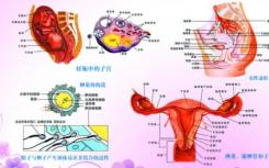 研究人员揭示了引发性器官成熟的机制