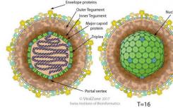 研究人员在入侵宿主之前发现有包膜病毒中发生的结构变化