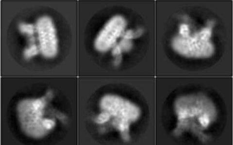 这种分子的突变可能有助于猛犸象忍受寒冷