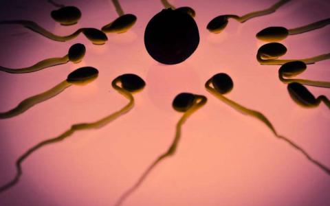 对精子生成的新见解为解决男性不育问题奠定了基础