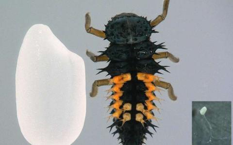 研究人员开发了瓢虫卵巢的冷冻保存方法
