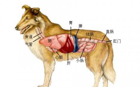 研究表明狗的新鲜和原始饮食可能对健康有益