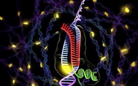 新的基因组编辑方法不仅为用户提供了完整的时空控制而且还对DNA进行了轻微的研究