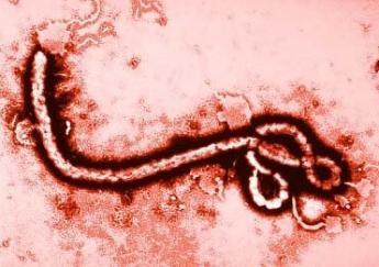 埃博拉的细胞粘附力学解锁