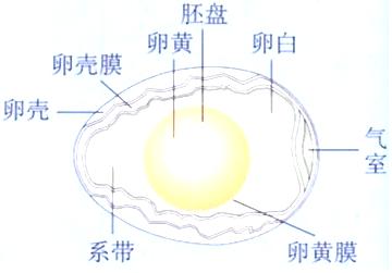 胚盘与卵黄膜的附着影响昆虫的原肠胚形成