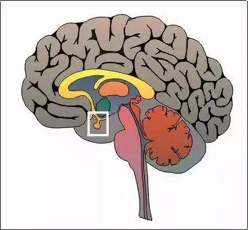 科学家们解开了大脑的生命支持网络