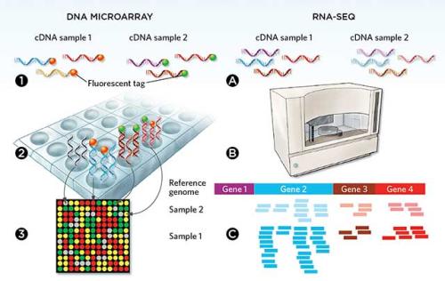 用于再生研究的新版RNA-Seq