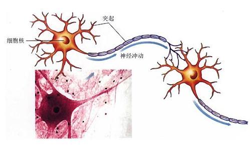 控制神经元中错误折叠的蛋白质