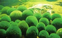 使水产饲料更具可持续性科学家使用海洋微藻联产品开发饲料