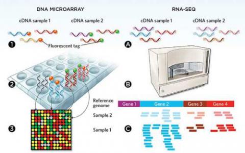 用于再生研究的新版RNA-Seq