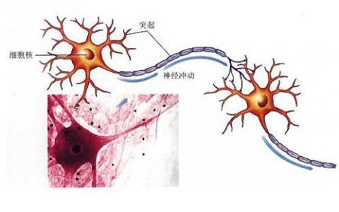 控制神经元中错误折叠的蛋白质