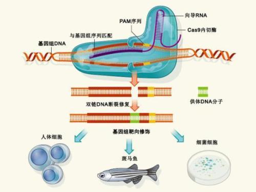 使用CRISPR敲入基因的挑战