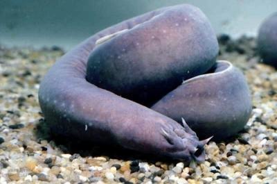 U研究开始揭开hagfish的僵尸心中的神秘面纱
