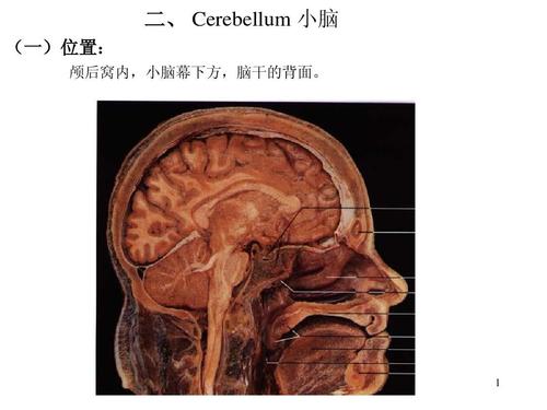 特殊输入途径可能是编码小脑感觉信息的关键