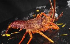 研究揭示了变暖和龙虾病之间的联系