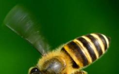 新农药可能会像要更换的农药一样伤害蜜蜂