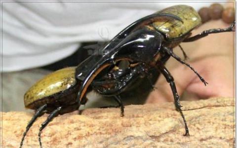 研究人员发现了未受山松甲虫影响的树木的遗传差异