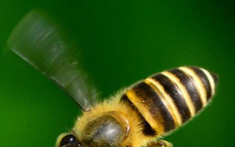 新农药可能会像要更换的农药一样伤害蜜蜂