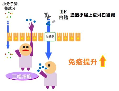 益生菌在肠道中进化并不总是为了好