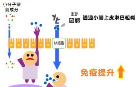 益生菌在肠道中进化并不总是为了好