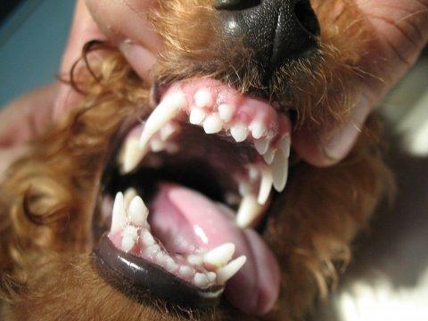 研究发现犬牙釉质发育缺陷中有两个新基因
