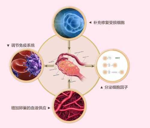 开发的更有效的血液干细胞编辑方案