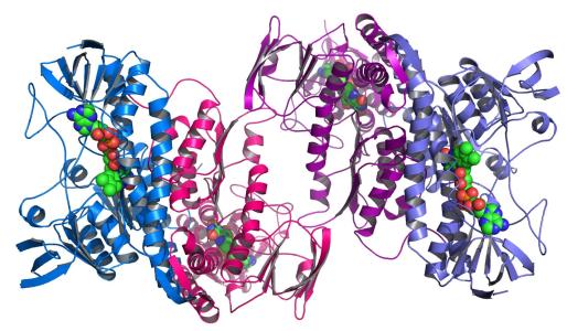 新结果显示哪些蛋白质有助于体内的自然回收过程