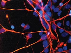 在重新生长尾巴时神经干细胞是关键