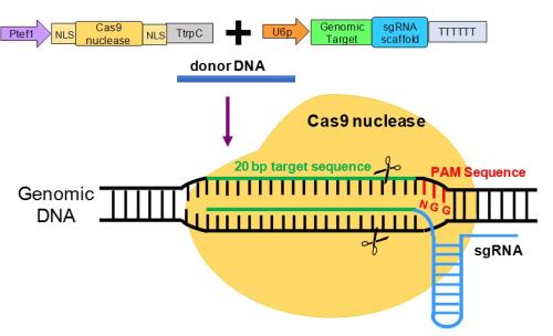 新技术改进了蚊子和其他物种的CRISPR-Cas9基因编辑