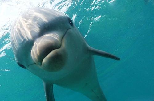 海洋哺乳动物缺乏防御流行杀虫剂的功能基因