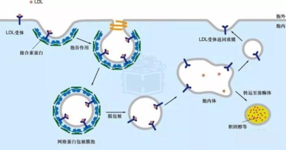 科学家们开发了一种监测细胞决策的方法